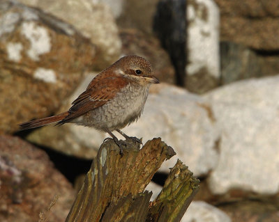 Red-backed Shrike