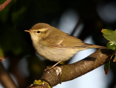 Greenish-Warbler  Mainland