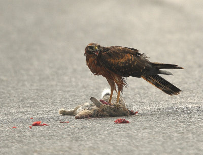 Pallid-Harrier  Mainland