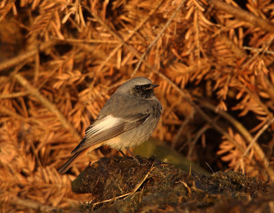 Black Redstart