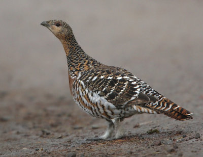 Capercaillie