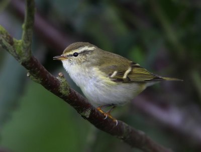 Yellow-browed Warbler