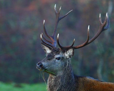 Red Deer