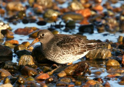 Purple Sandpiper