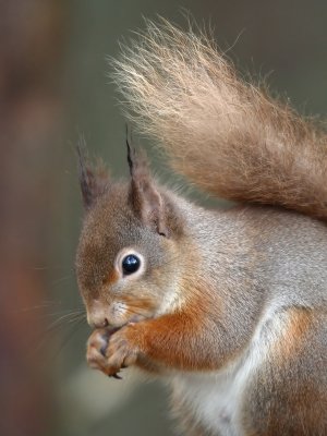 Red-Squirrel