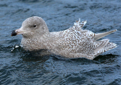 Glaucous-Gull  Moray and Nairn