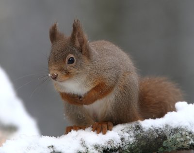 Red Squirrel