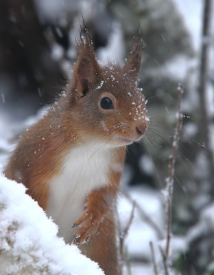 Red Squirrel