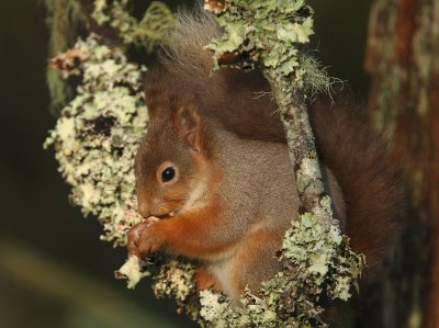 Red Squirrel