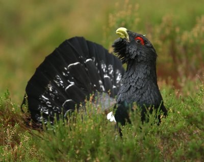 Capercaillie Scotland