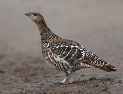 Capercaillie  Scotland