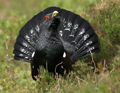 Capercaille Male