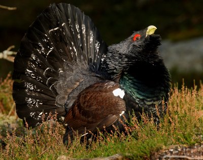 Capercaillie Male