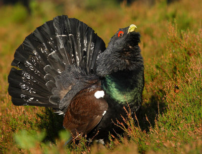 Capercaillie Male