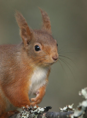 Red Squirrel