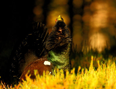 Capercaillie Male