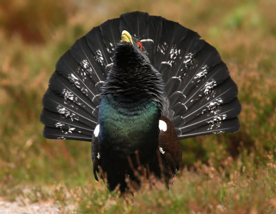 Capercaillie Male