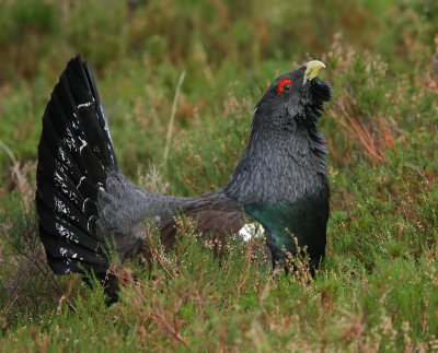 Capercaillie  Male