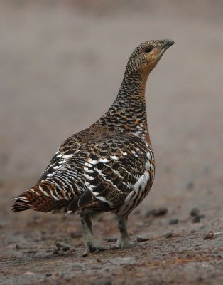 Capercaillie  Female