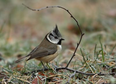 Crested Tit