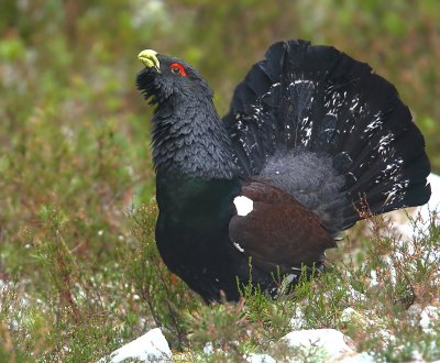 Capercaillie  Male