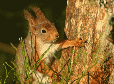 Red Squirrel