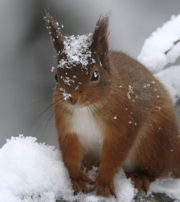 Red Squirrel