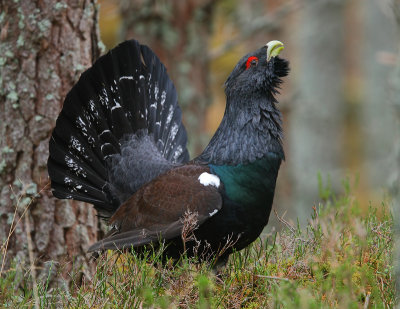 Capercaillie  Male