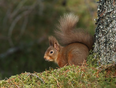 Red Squirrel