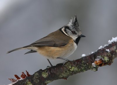 Crested Tit