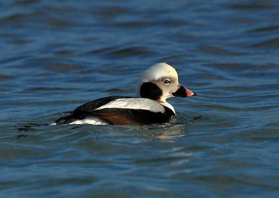 Long-tailed Duck