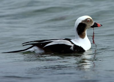 Long-tailed Duck