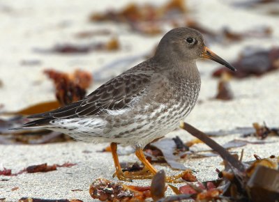 Purple Sandpiper