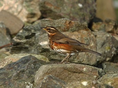 Redwing