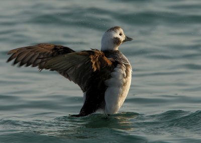 Long-tailed Duck