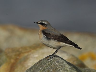 Wheatear