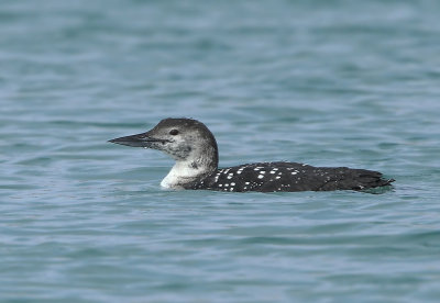 Great Northern Diver