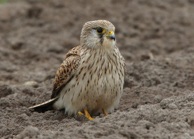 Kestrel Mainland