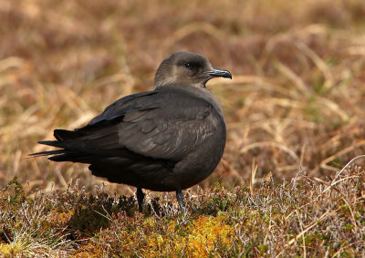 Arctic Skua