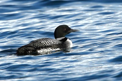 Great Northern Diver