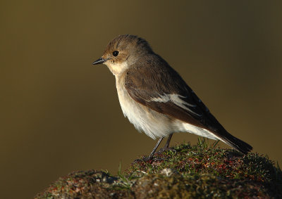 Pied Flycatcher