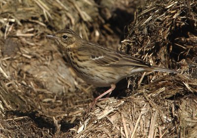 Tree Pipit