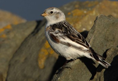 Snow Bunting