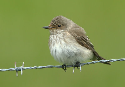 Spotted Flycatcher