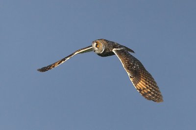 Long-eared Owl