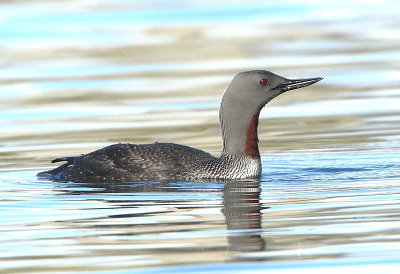 Red-throated Diver