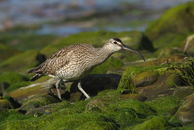 Whimbrel