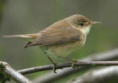 Reed  Warbler