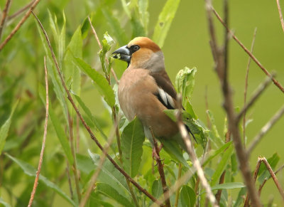 Hawfinch