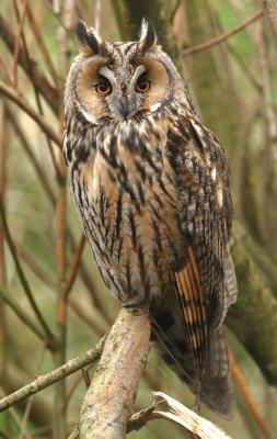 Long-eared Owl